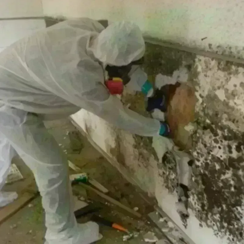 Mold Remediation and Removal in West Sacramento, CA